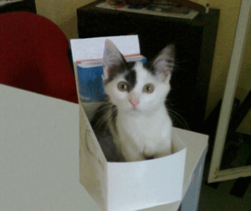 giuditta_ok